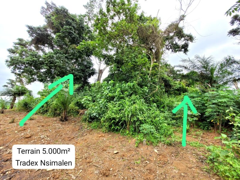Terrain Titré de 5.000m² Morcelable à vendre à Nsimalen