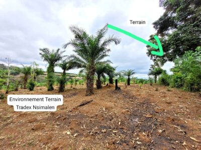 Terrain Titré de 5.000m² Morcelable à vendre à Nsimalen