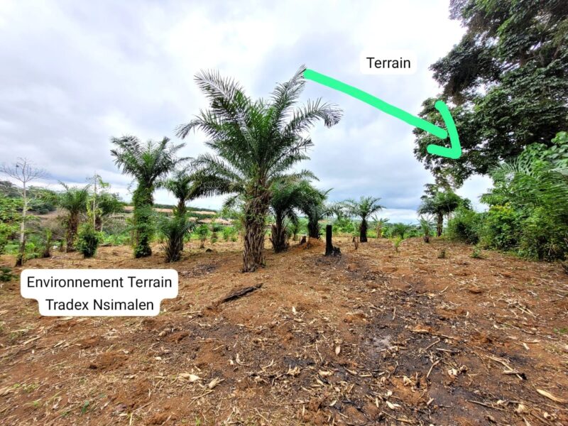 Terrain Titré de 5.000m² Morcelable à vendre à Nsimalen